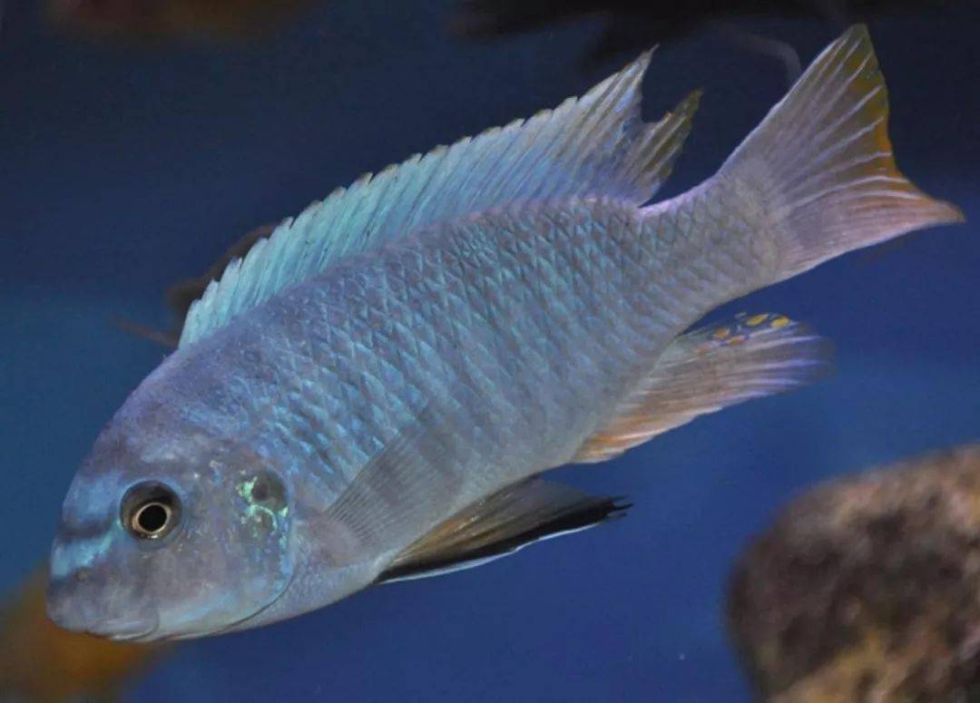 chimwalani非常罕见的孔雀冈瑟孔雀 /冈氏孔雀 (伊堂盖)aulonocara