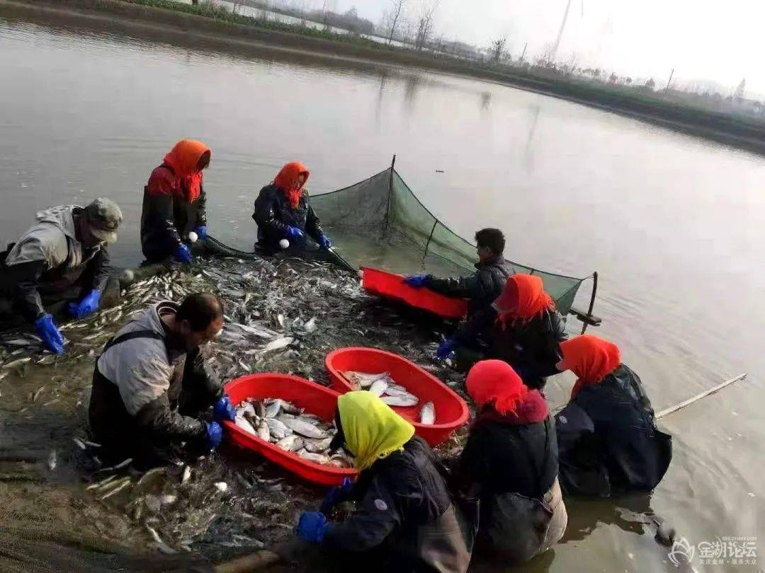 塔集镇水产养殖户们冬季卖鱼忙将丰收的喜悦都写在脸上一个个忙的不亦