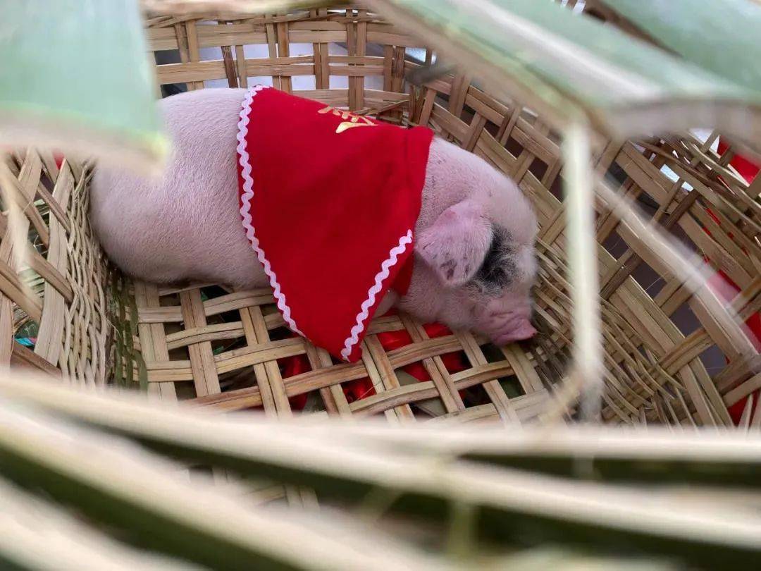 重庆荣昌马拉松现场送荣昌猪!