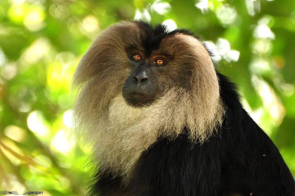 濒危的灵长类动物狮尾猴