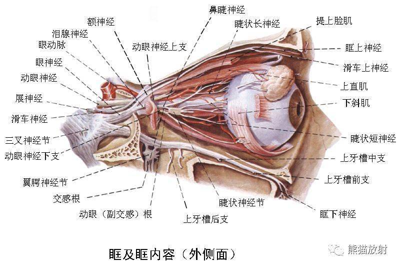 顱面頸部顱面骨眼眶腮腺等詳細解剖圖譜