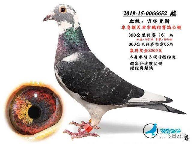 第二期年底特价处理一批优质种赛鸽鸽王超级种鸽全场特价