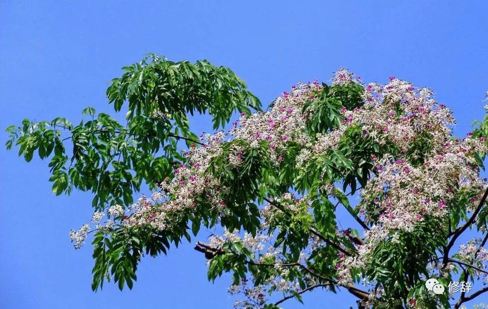 青冈树苦楝树患上了酒后抑郁马力鹏远沈鱼岁末有赠