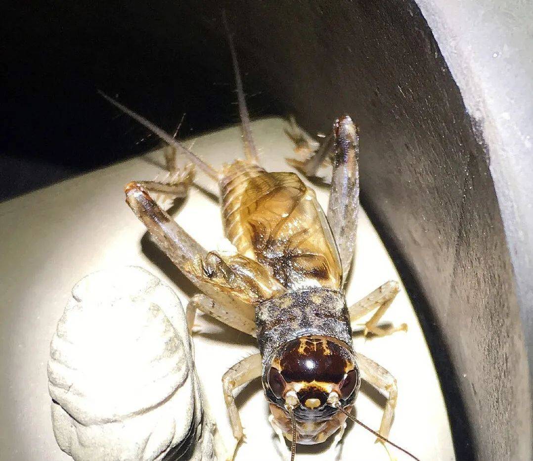 单翼玻璃翅(不管白虫秋虫进满嘴就拆)