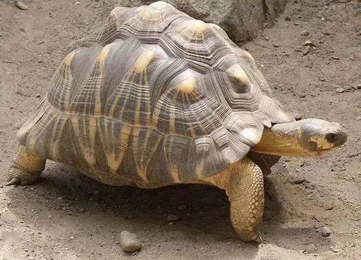 世界上极为濒危稀有的8种龟