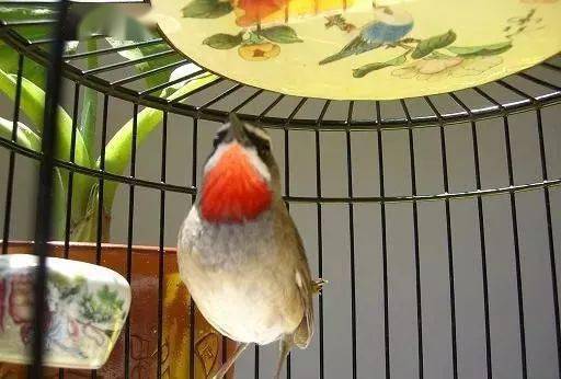 鸟友汇看图识常见的靛颏鸟及其它