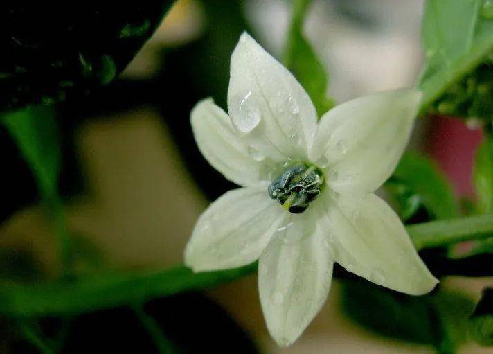 晚安曲丨夜来香_夜莺