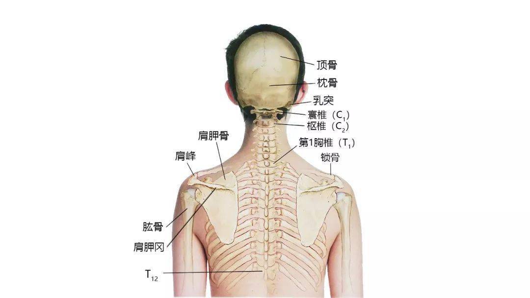 请收藏!超赞的高清头颈部骨骼及肌肉图谱