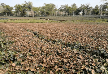 複合生態種植模式受凍後情況加強茶園肥水管理,增施有機質肥料,建立