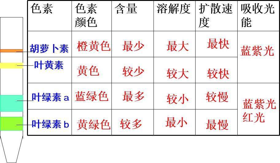 绿叶中的色素图片