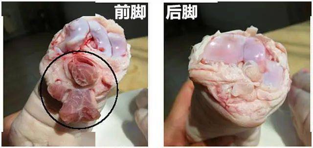 买猪蹄时,注意前脚和后脚,口感差别大,方法教给你,可别买错了
