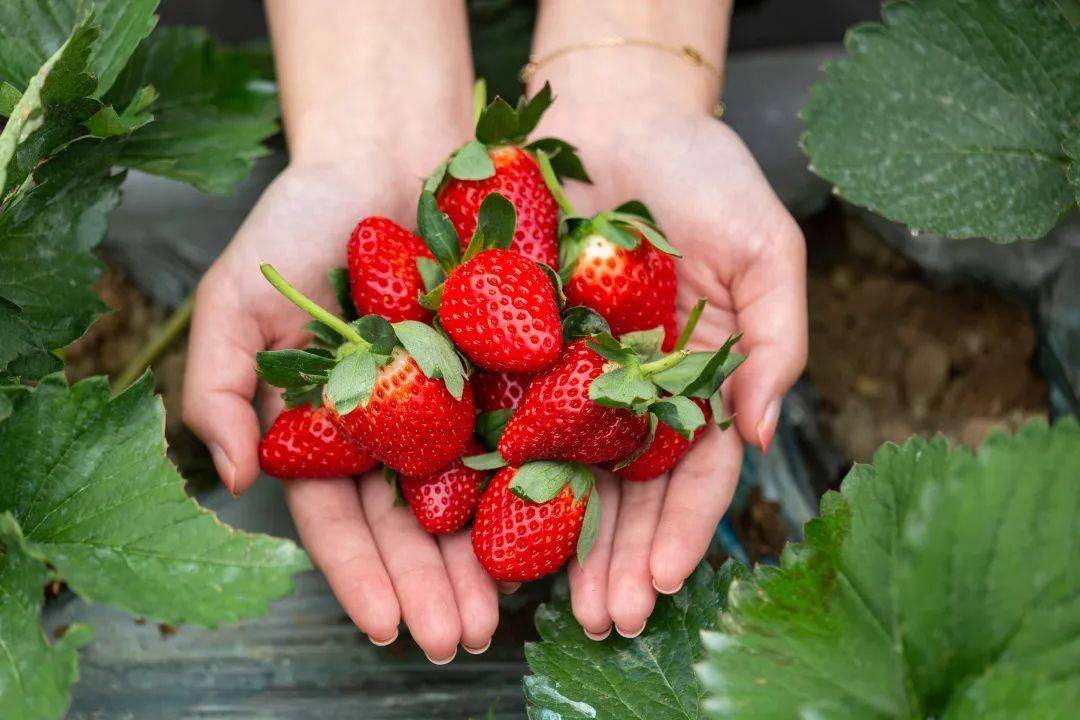又到了摘圣女果,草莓的季节,贵港及周边采摘点大集锦!