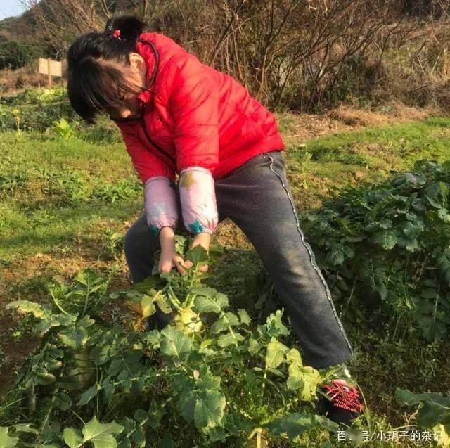 【章貢文旅·集結號】熬紅糖,拔蘿蔔,換個方式過新年