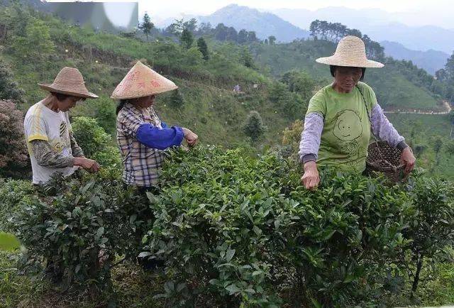 談談六堡茶和普洱茶有何區別