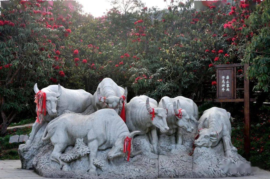 黔西北记忆(154)是谁举荐了百里杜鹃?_钟德宏