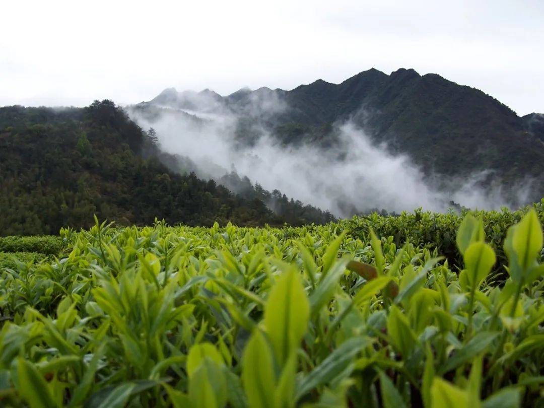 我县新增1家国家3a级旅游景区_茶山