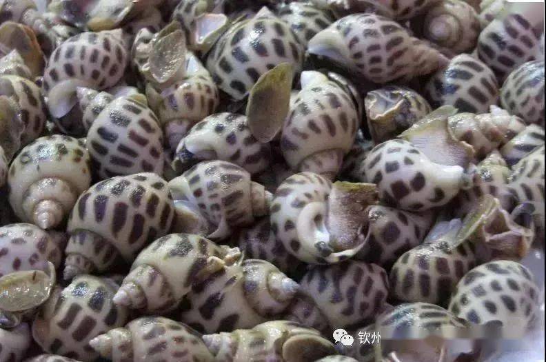 这里的海螺有上百种,香螺,连螺,青口,蛏子螺,象鼻螺,长尾螺,辣螺,花甲
