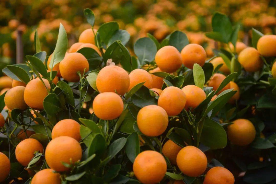 迎新年,行大运,选年桔,到三洲!