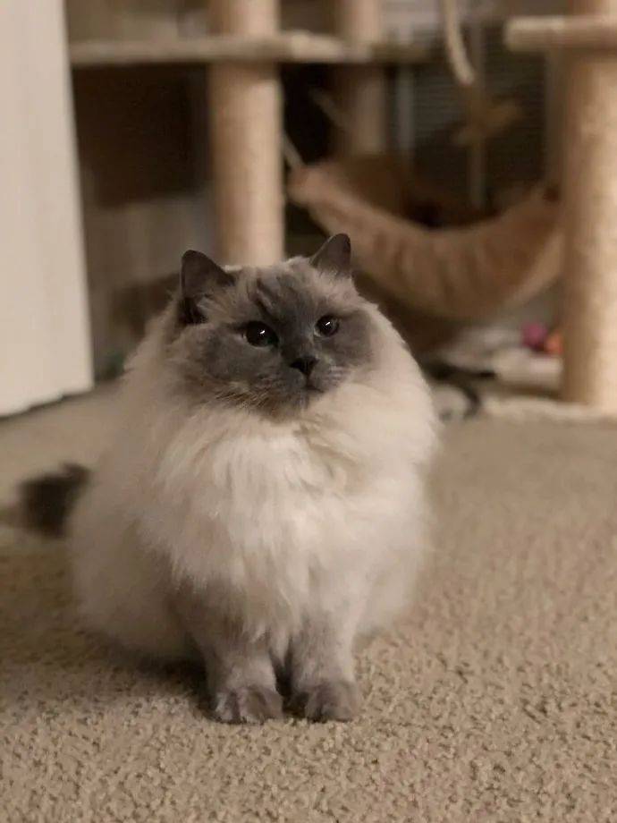 毛绒绒猫咪大赛!