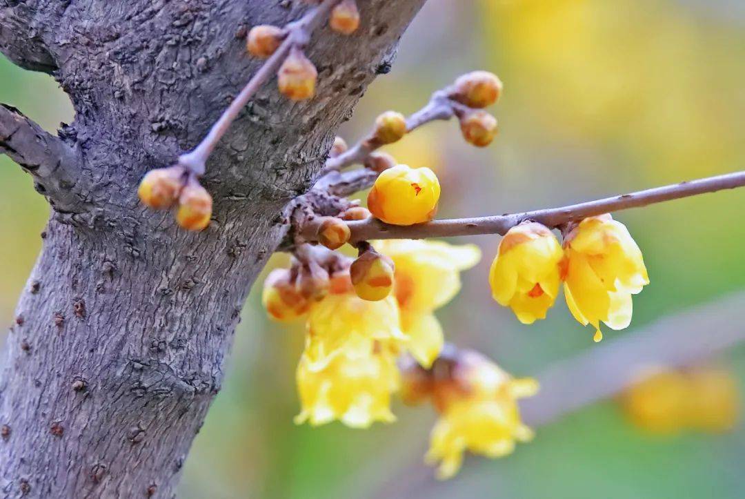 卻是這種花開得最美的時節……_黃梅花