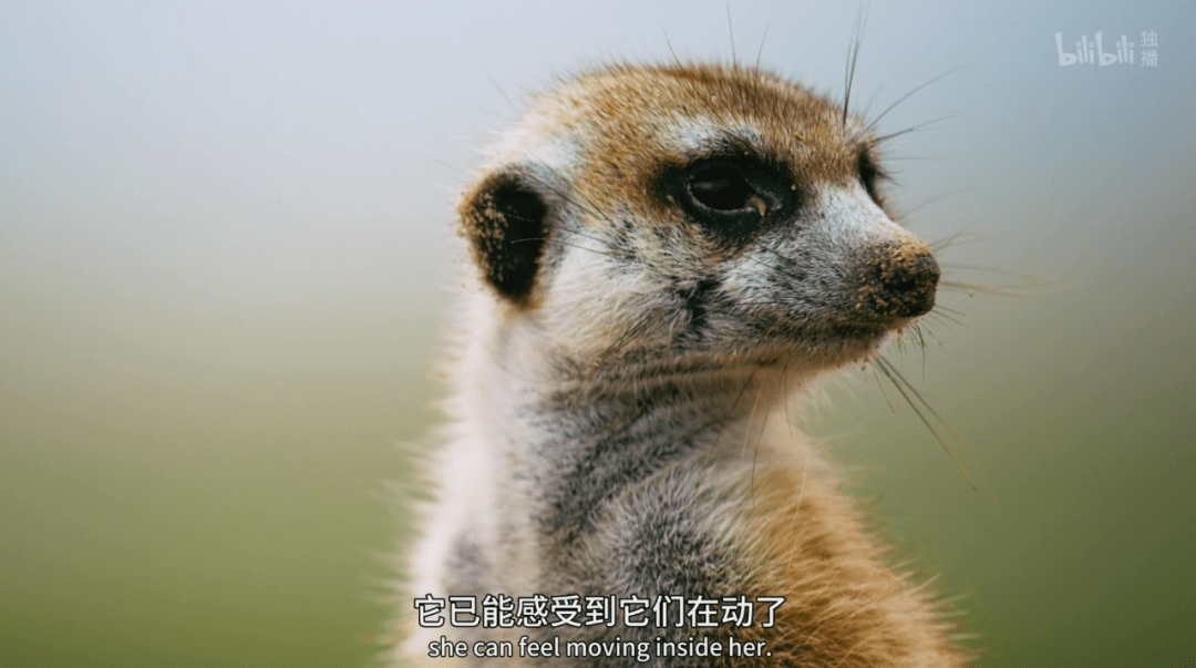 动物世界的丰富性,远远超出我们的想象.
