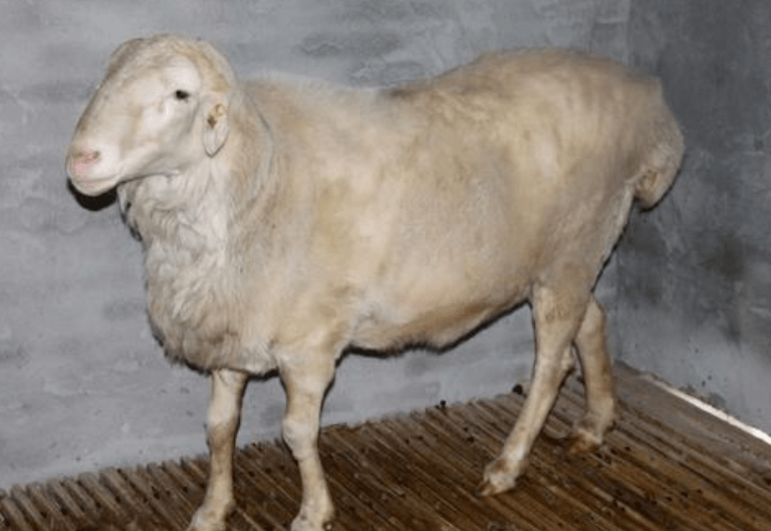 湖羊的品种简介 胡羊图片