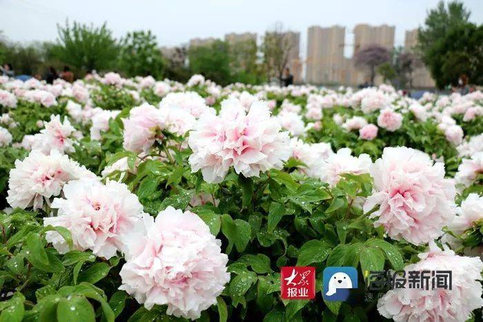 这一年,菏泽牡丹如何走出"顶流网红"的步伐?