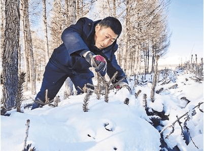 杨春友正在检查计划用于今年植树造林的云杉幼苗 记者 陈宝云摄