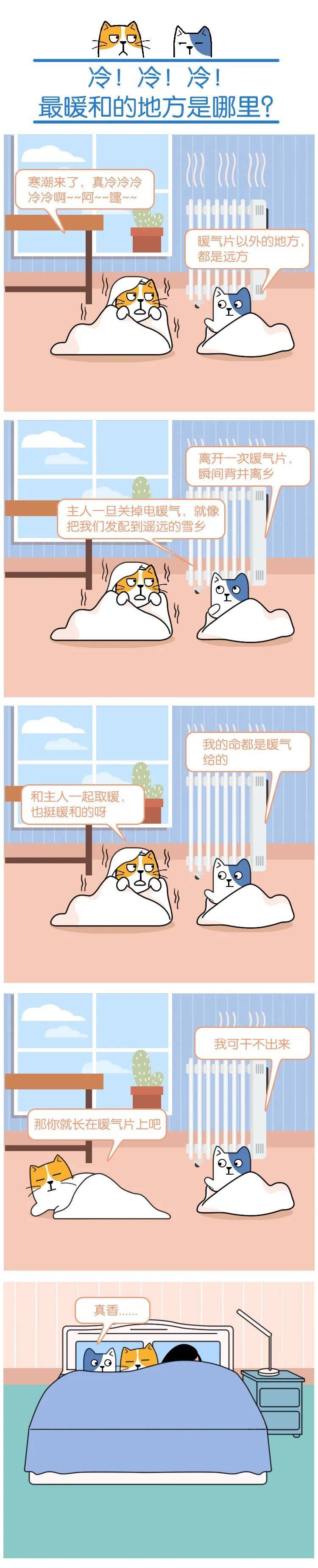 天冷了,被窝里该长猫啦丨只有猫知道