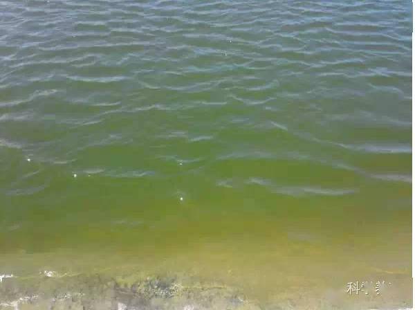 优良水色的培养与维护,你做得到吗?