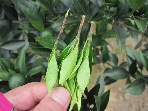 最全植物缺素症大全赶紧收藏起来