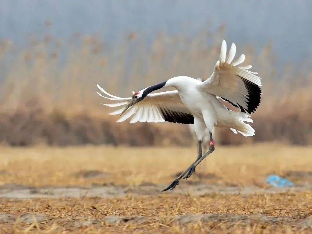 原来有人扒出丹顶鹤在国际上被称为"grus japonensis"直译过来就是"