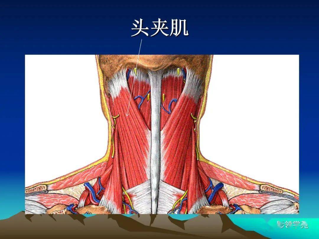 頸椎精細解剖及相關疾病影像表現