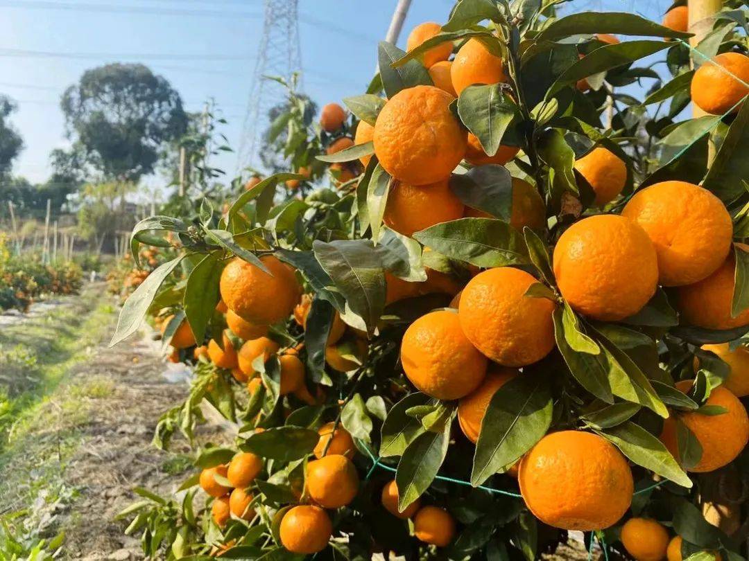 从枝头甜到舌尖西昌这里的橘子正当采摘好时节