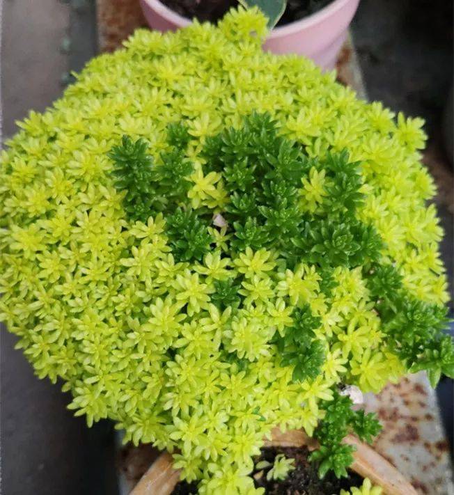 3,黄金万年草扦插特别容易成活,掐一段枝条丢土里就活,对于懒人来说