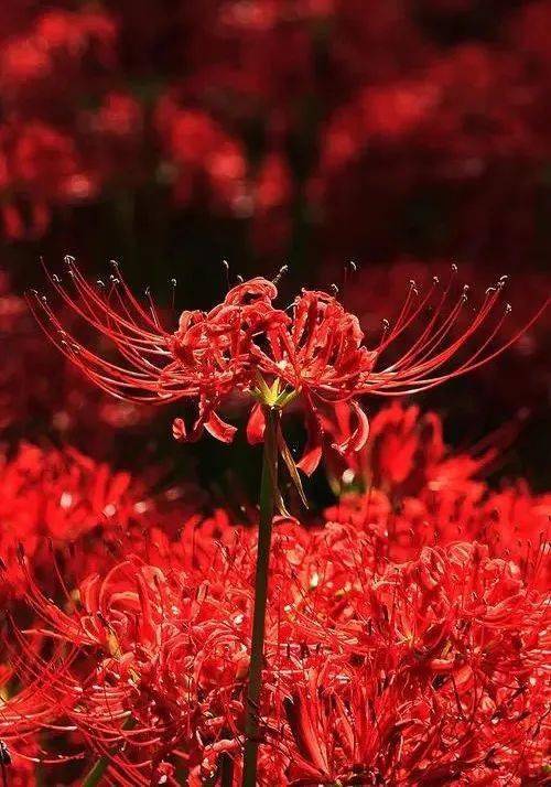 已闻花名未知其意