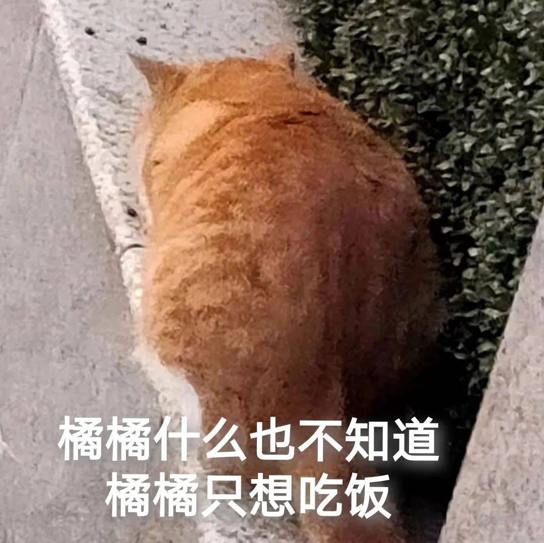 你还没有这套南审猫猫表情包?