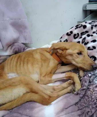 狗狗突然暴瘦十几斤医生说原因是