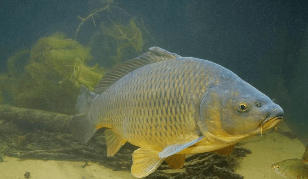 钓鱼避免这些行为,防止鱼"散窝"!_布窝