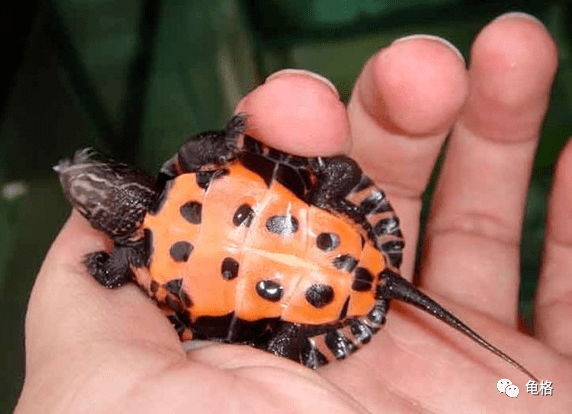 广东黑颈乌龟和广西黑颈乌龟的区别是什么15个金钱龟封面