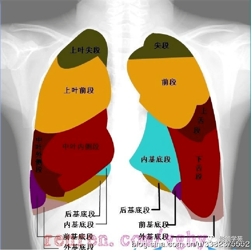 舌叶及两肺下叶各基底段基底干中舌余下肺