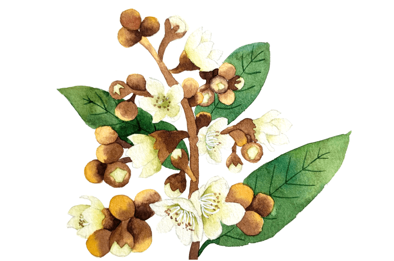 图片由千库网授权《本草纲目》记载:"枇杷花,辛夷等分,研末,酒服二