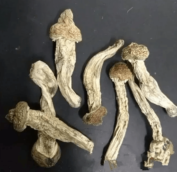 这类"药材"千万别用来煲汤!