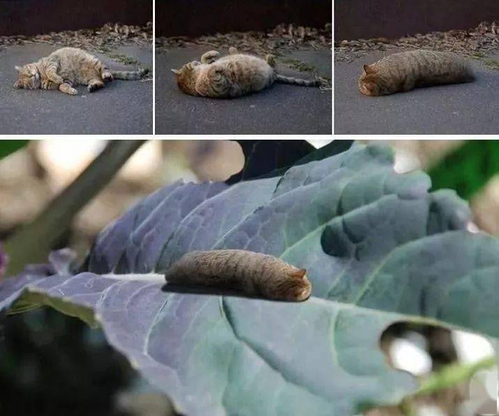 把猫咪p成猫猫虫,好像有点恶心萌?