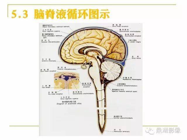 值得收藏高清頭顱mr解剖圖譜