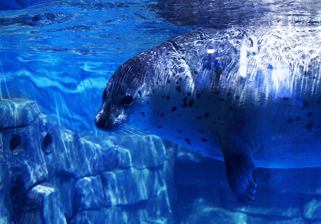 尾以上珍贵鱼类及海洋生物南极企鹅等多种大型极地海洋动物斑海豹