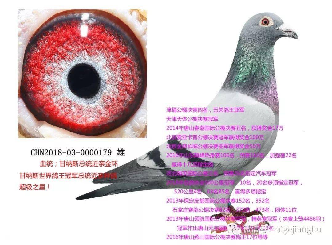世界铭鸽甘纳斯总统号