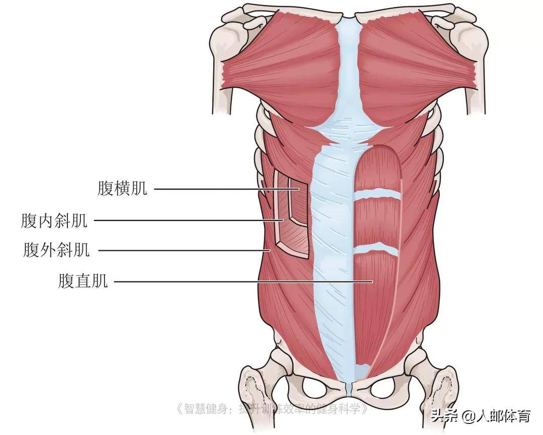 核心训练≠练腹!七个动作强化核心肌群,让你核心力量爆棚