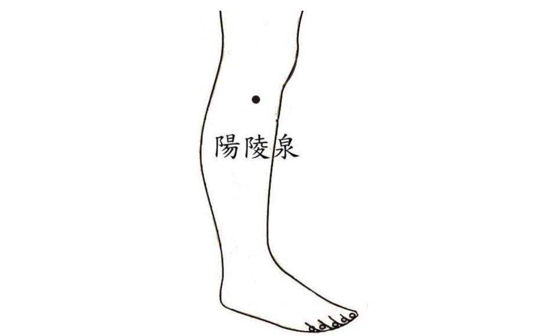 腿部阳陵泉的位置图图片