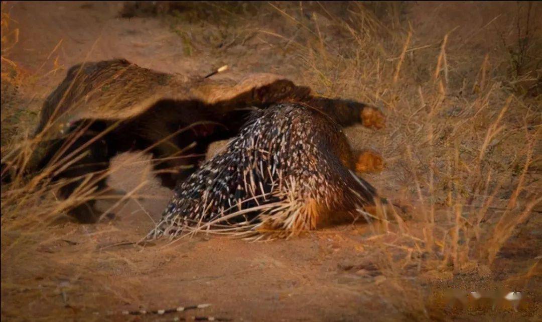 狮子都不敢轻易招惹的豪猪到底有多可怕